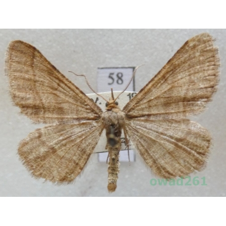 Isturgia murinaria (Denis & Schiffermüller, 1775) Czech58
